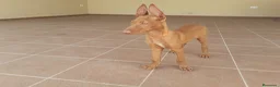 Podenco Canario perros en venta: Podencos Canarios de Valle Viejas  - Anuncio 3