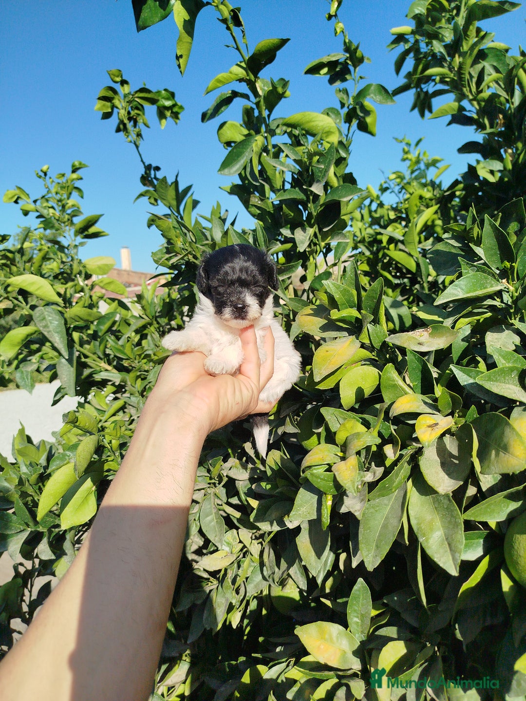 Maltipoo perros en venta: Maltipoo  - Imagen 4