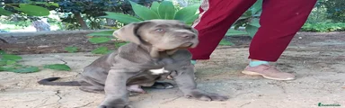 Cane Corso cachorro 2