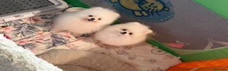 Pomerania perros en venta: Pomerania - Anuncio 3