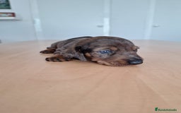 Teckel perros en venta: Teckel kaninchen  - Imagen 2