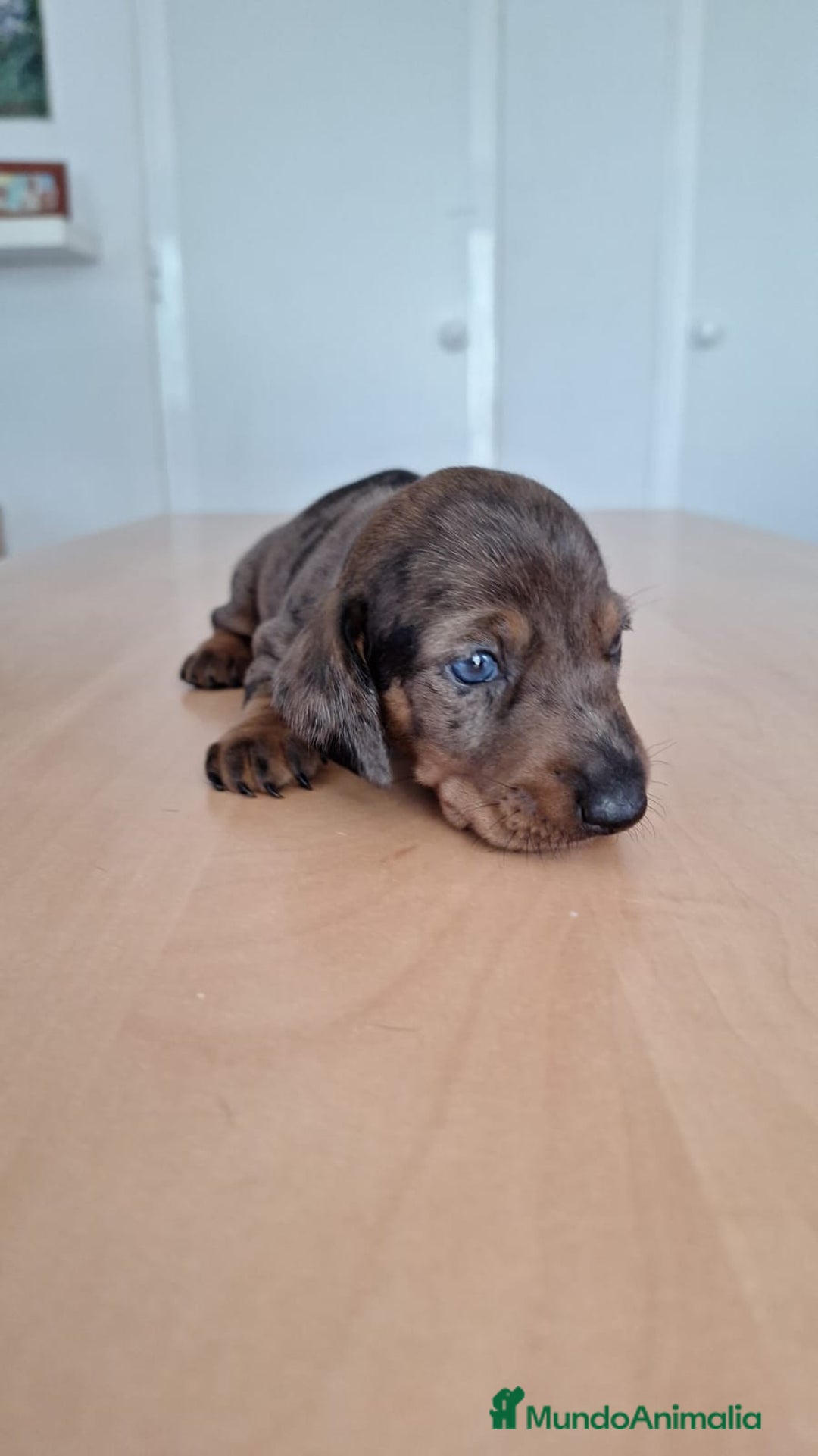 Teckel perros en venta: Teckel kaninchen  - Imagen 2