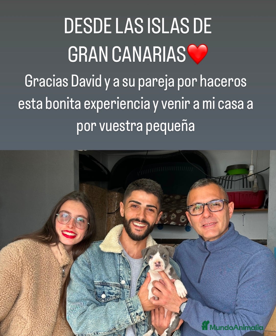 American Staffordshire-Terrier perros en venta: American Stanford (transparencia) - Anuncio 16