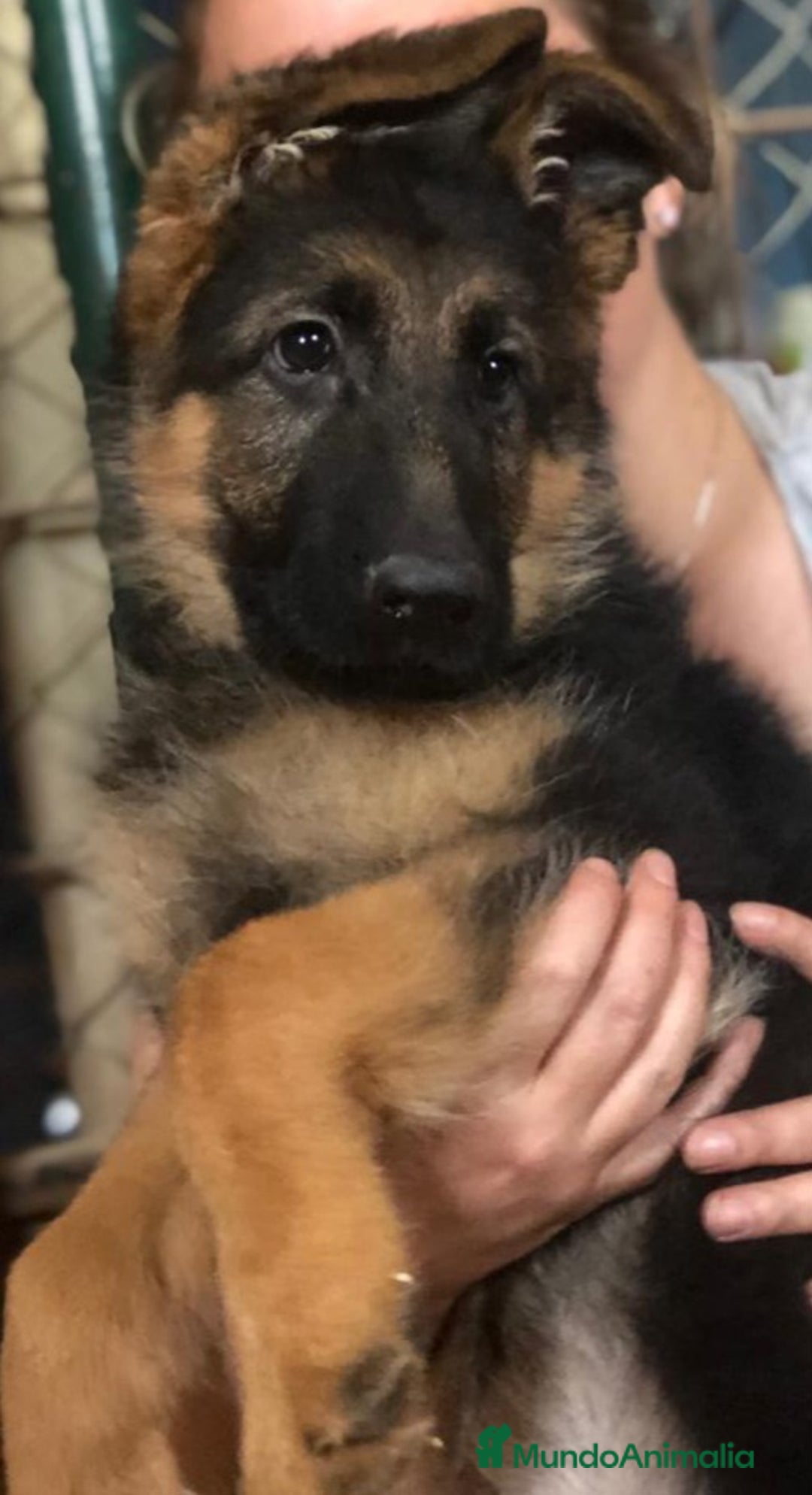 Pastor Alemán perros en venta: Pastor aleman  [ mallorca-baleares] - Anuncio 3