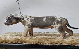 American Bully perros en venta: american Bully XL - Imagen 3