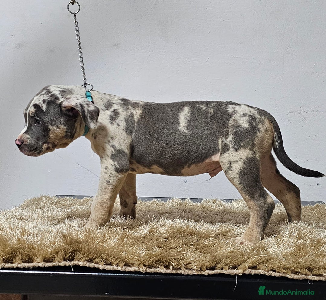 American Bully perros en venta: american Bully XL - Imagen 3