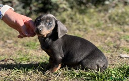 Teckel Miniatura perros en venta: Teckel mini Blue  en Barcelona - Imagen 2