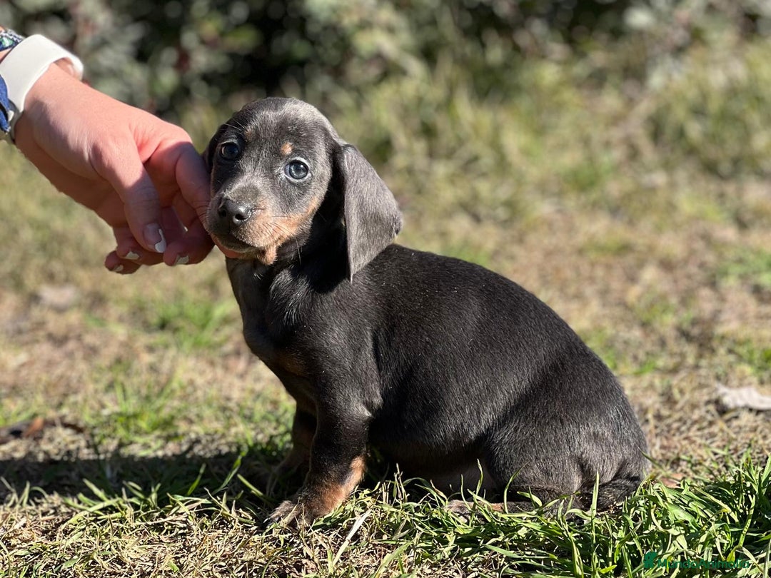 Teckel Miniatura perros en venta: Teckel mini Blue  en Barcelona - Imagen 2