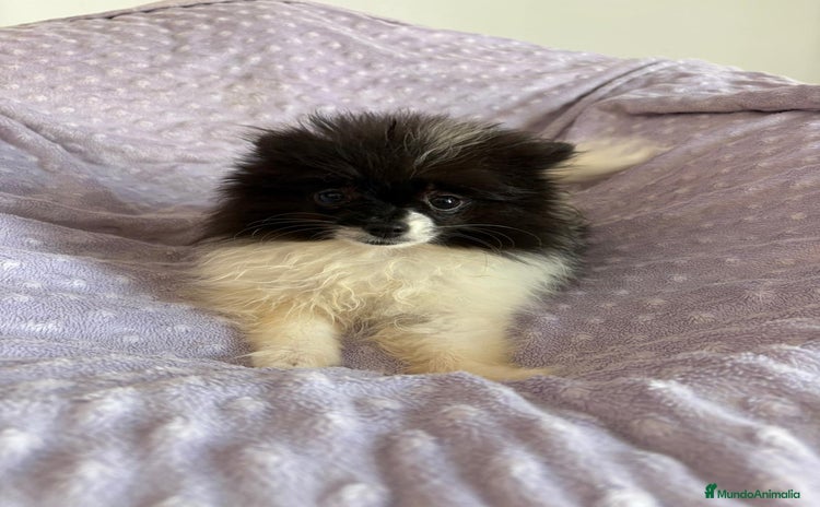 Pomerania perros - Anuncio 2