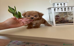 Maltipoo perros en venta: Maltipoo hembra (tacita de té) mini  - Imagen 9