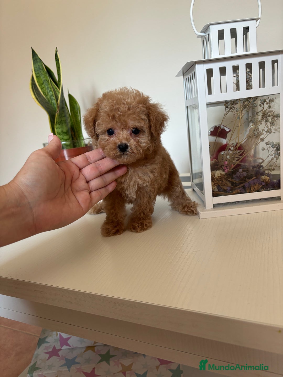 Maltipoo perros en venta: Maltipoo hembra (tacita de té) mini  - Imagen 9