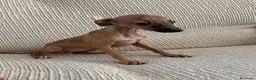 Pequeño Lebrel Italiano perros en venta: Cachorros de Lebrel Italiano  - Anuncio 2