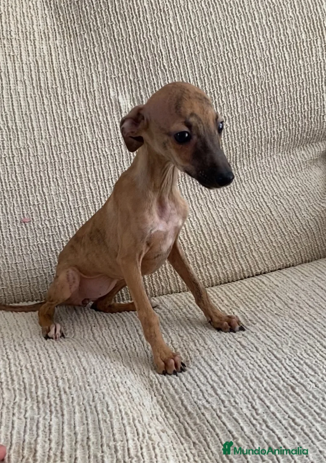 Pequeño Lebrel Italiano perros en venta: Cachorros de Lebrel Italiano  - Anuncio 2