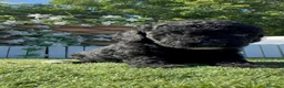 Perro de Agua Español perros en venta: PERRO DE AGUA ESPAÑOL - Anuncio 6