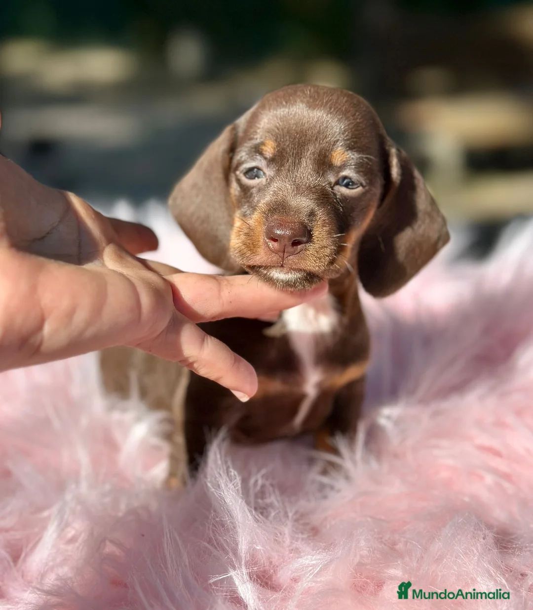 Teckel Miniatura perros en venta: Teckel mini chocolate  - Anuncio 5