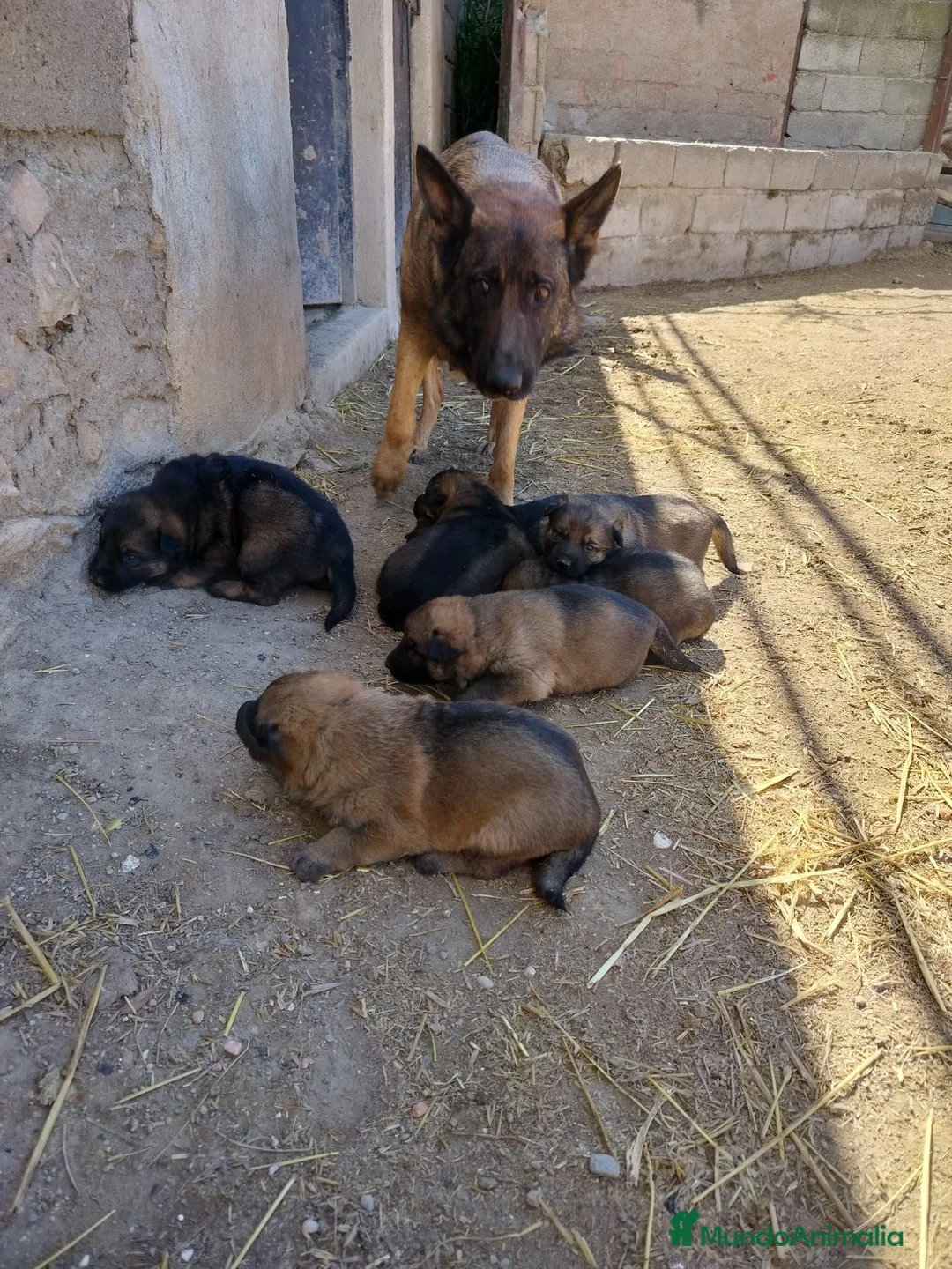 Pastor Alemán perros en venta: Pastor Aleman pelo corto  - Anuncio 5