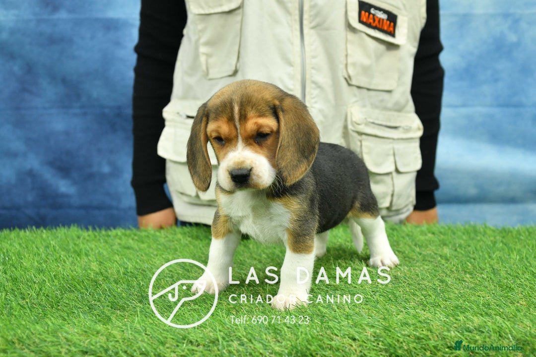 Beagle perros en venta: Beagle tricolor, criados con amor - Anuncio 4