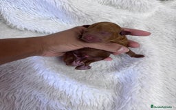 Caniche Toy perros en venta: CANICHE TOY HEMBRA - Imagen 8