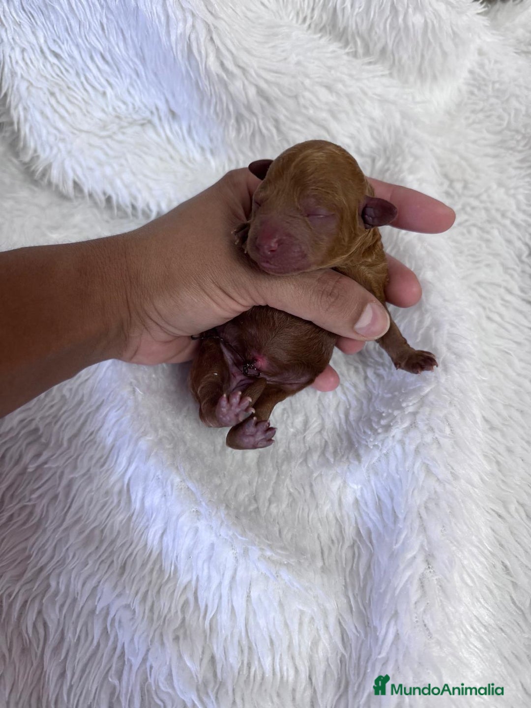 Caniche Toy perros en venta: CANICHE TOY HEMBRA - Imagen 8