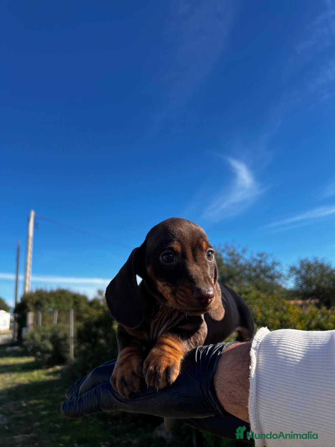 Teckel Miniatura perros en venta: TECKEL MINI CHOCOLATE FUEGO CRÍA RESPONSABLE - Anuncio 1