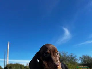 Teckel Miniatura perros TECKEL MINI CHOCOLATE FUEGO CRÍA RESPONSABLE - Anuncio 15