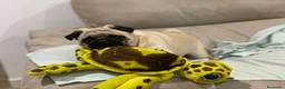 Carlino - Pug perros en venta: Cachorros de carlino - Anuncio 5
