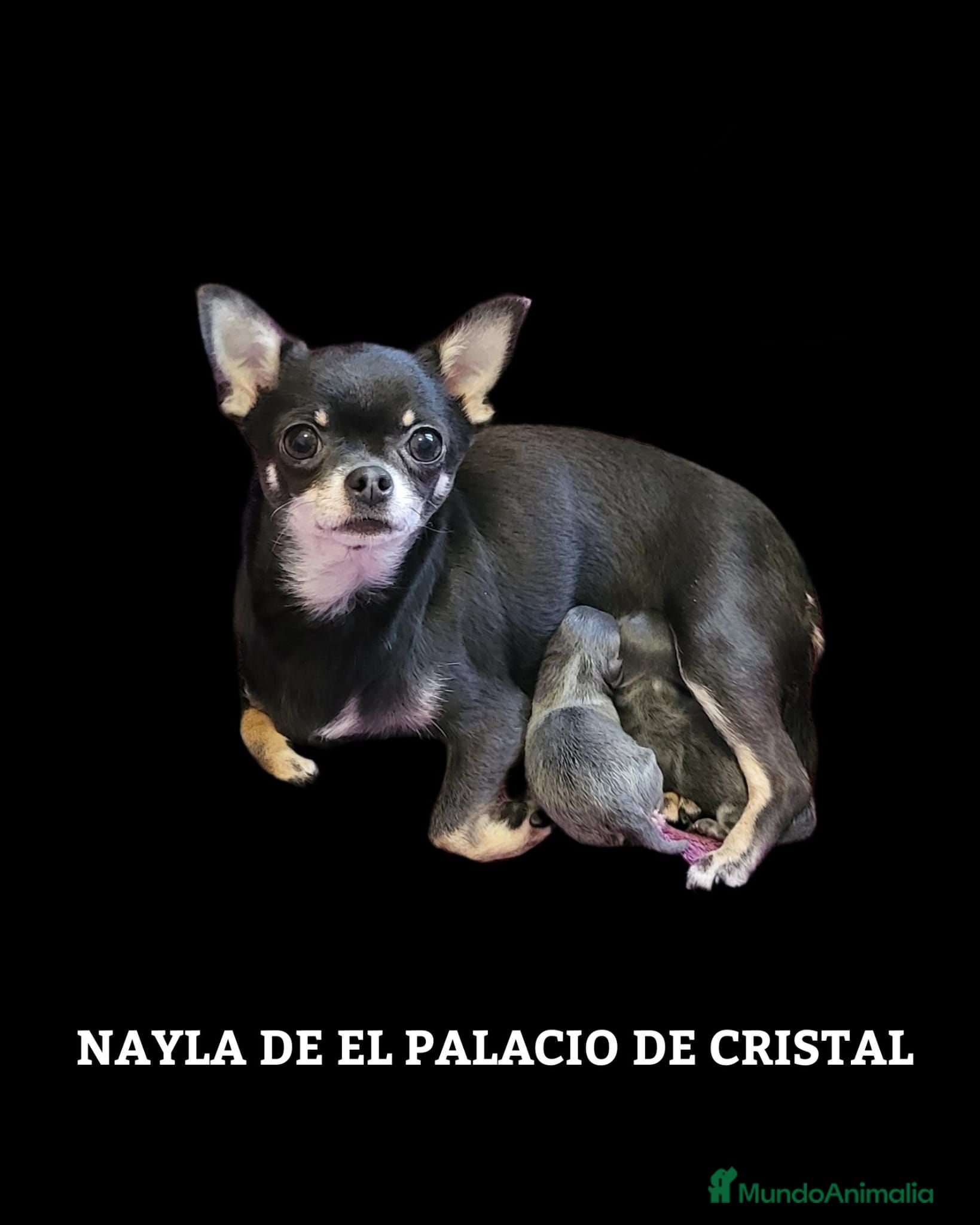 Chihuahua perros Chihuahuas Exclusivos.mini toys - Anuncio 1