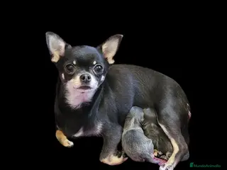 Chihuahua perros Chihuahuas Exclusivos.mini toys - Anuncio 1