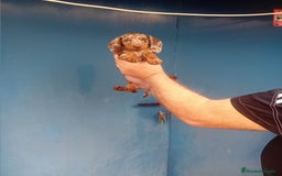 Teckel Miniatura perros en venta: hembritas cachorras de teckel  kaninchen  - Imagen 2