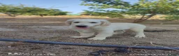 Golden Retriever perros en venta: GOLDEN RETRIEVER  - Anuncio 2