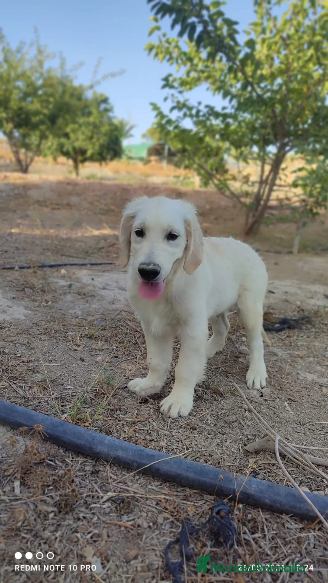 Golden Retriever perros en venta: GOLDEN RETRIEVER  - Anuncio 2