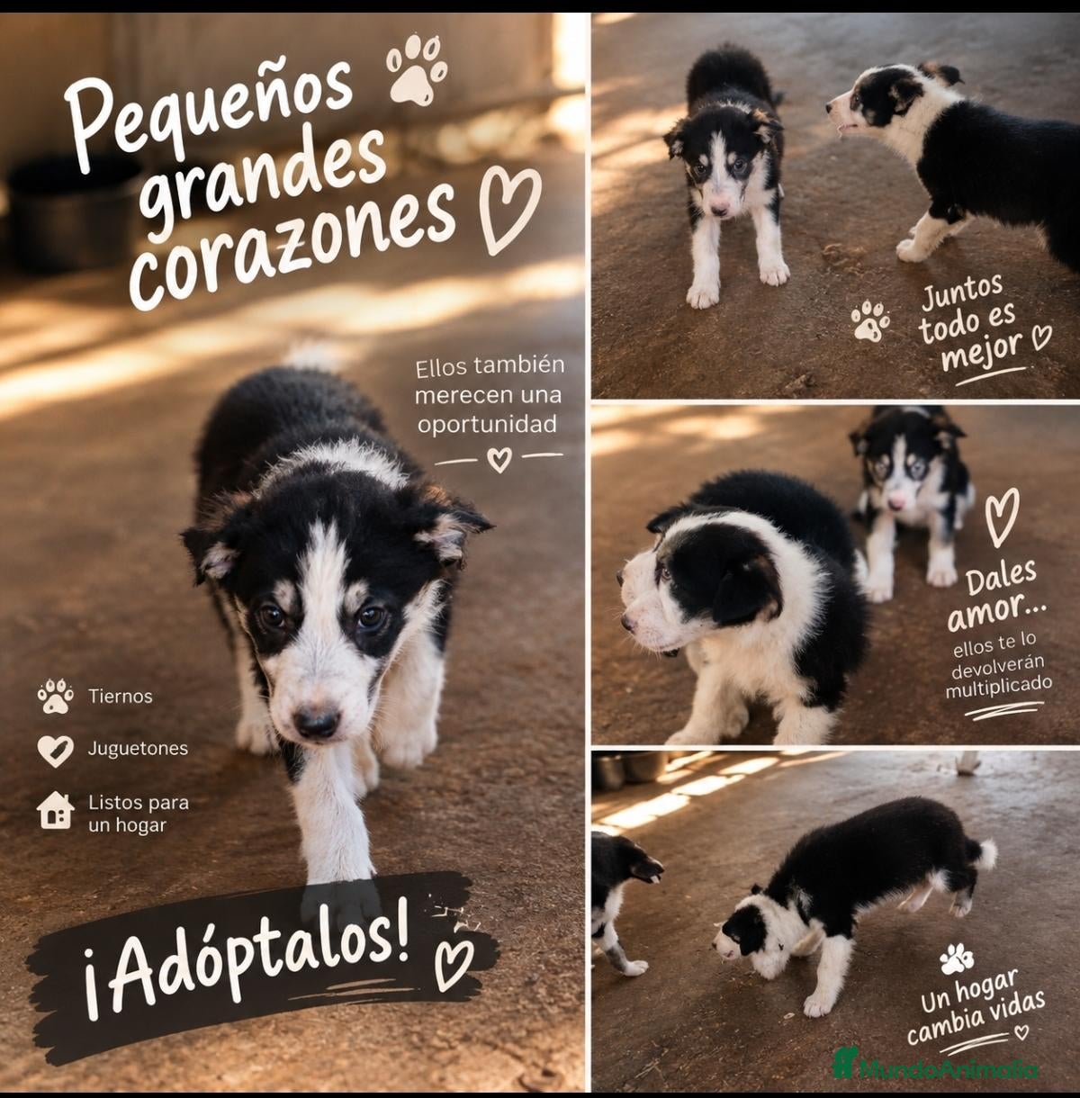 Border Collie perros Border collie - Anuncio 2