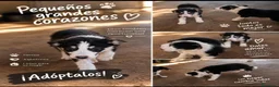 Border Collie perros en adopcion: Border collie - Anuncio 1
