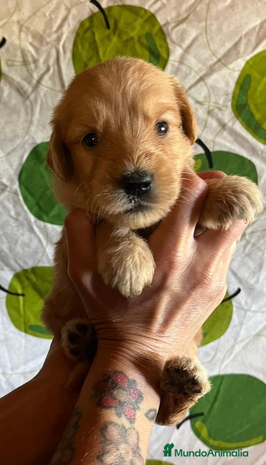 Goldendoodle perros en venta: Goldendoodle  - Imagen 9