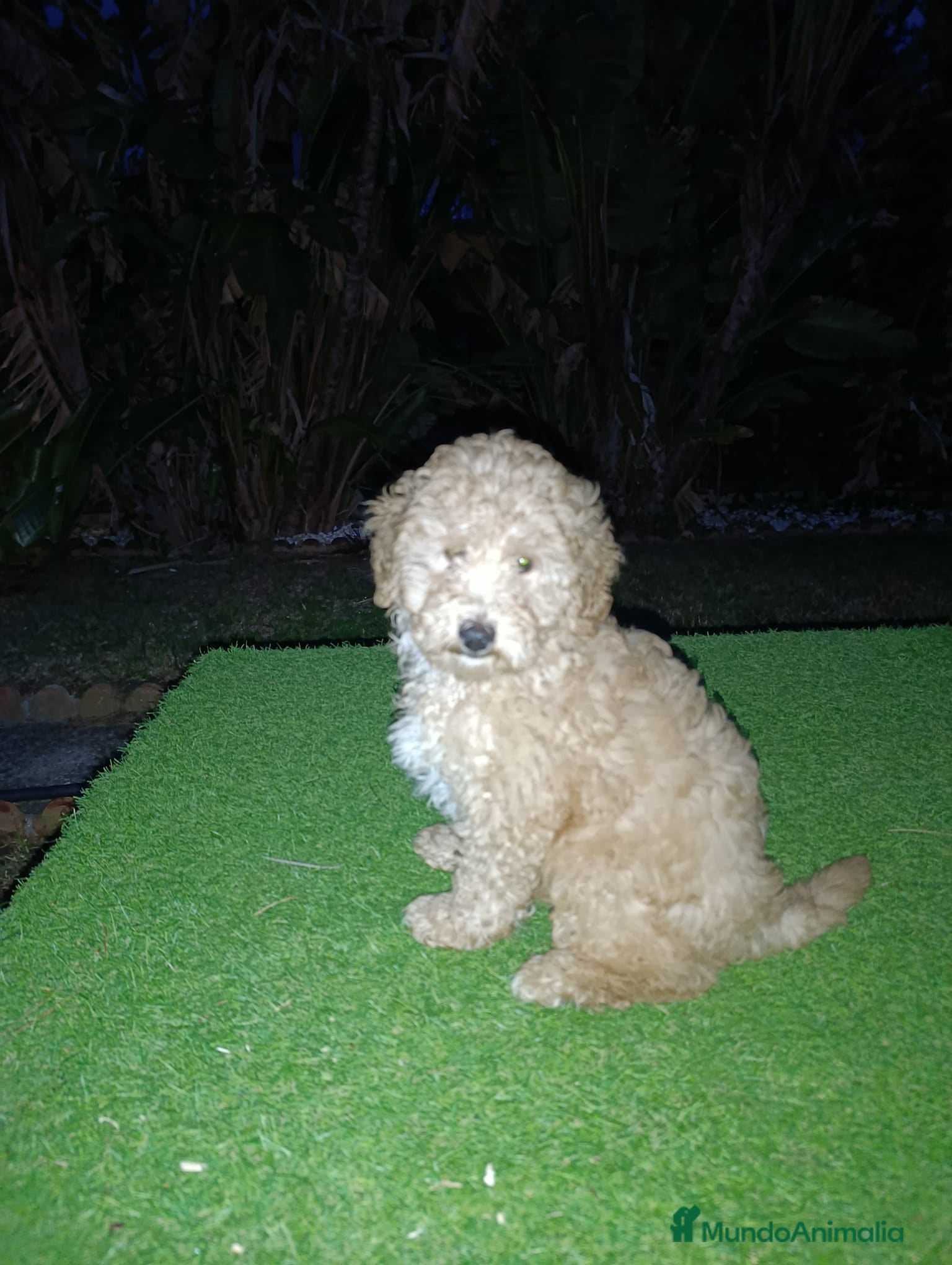 Raza Mixta perros CANICHE - Anuncio 2