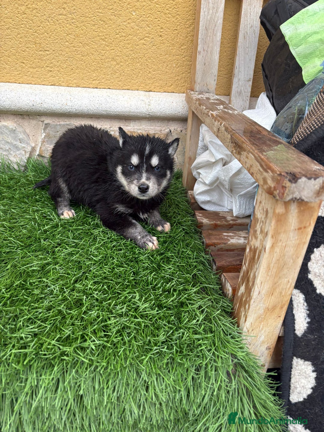 Husky Siberiano perros en venta: Cachorro de Husky Siberiano macho  - Anuncio 7