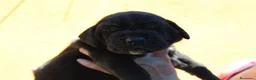 Dogo Alemán perros en venta: Cachorros de dogo alemán/ gran danés  - Anuncio 6