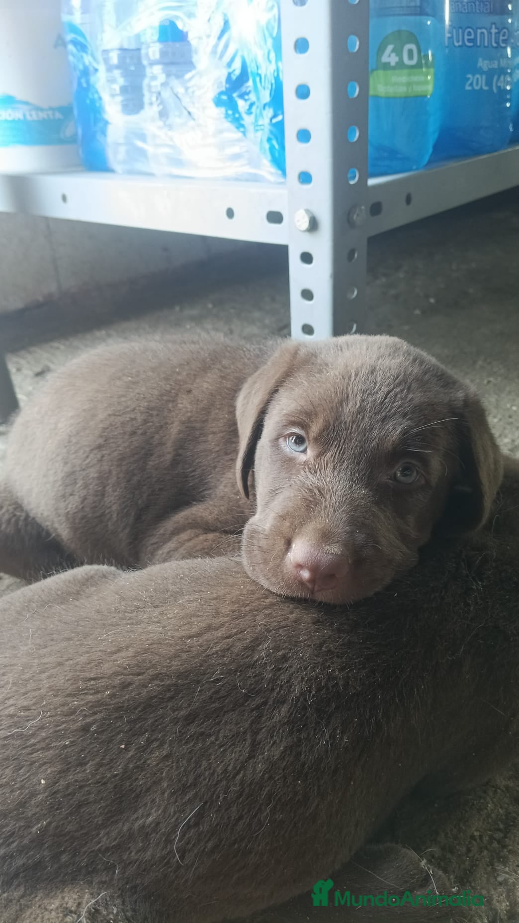 Labrador Retriever perros Labrador retriever dorado y chocolate disponible  - Anuncio 15