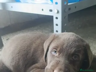 Labrador Retriever perros Labrador retriever dorado y chocolate disponible - Anuncio 15