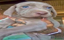 Weimaraner perros en venta: Weimar macho  - Imagen 2