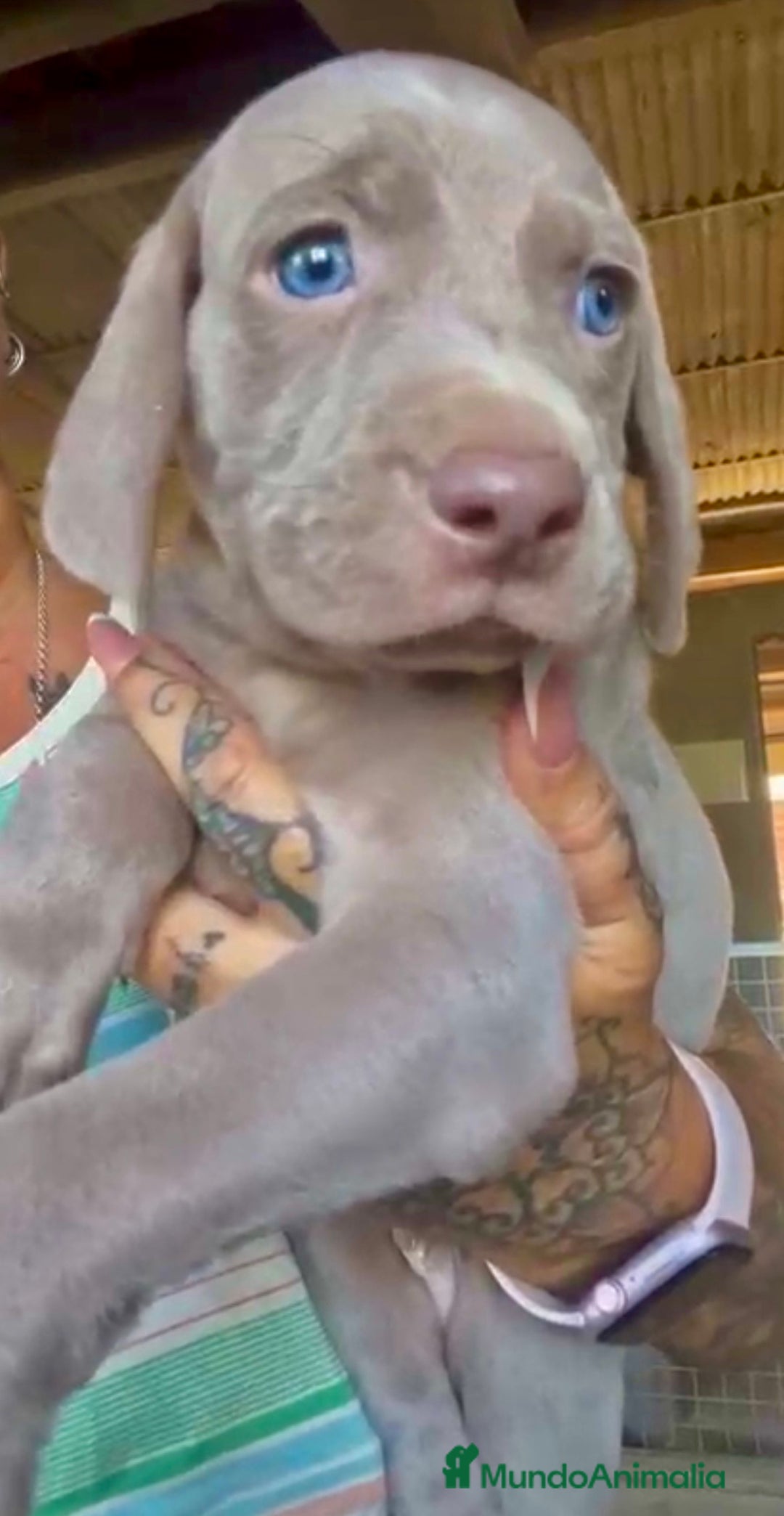 Weimaraner perros en venta: Weimar macho  - Imagen 2