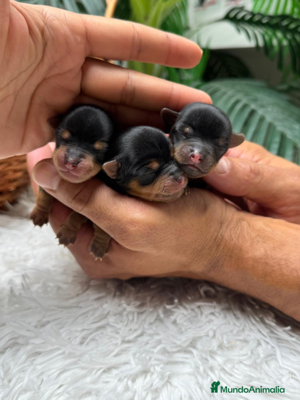 Yorkshire Terrier perros en venta: YORKSHIRE TERRIER - Anuncio 18