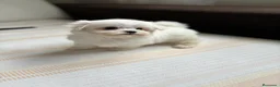 Bichón Maltés perros en venta: Bichon maltés!!! - Anuncio 4