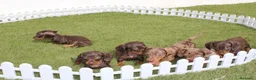 Teckel perros en venta: Teckel Kaninchen – Calidad, seriedad y seguimiento - Anuncio 4