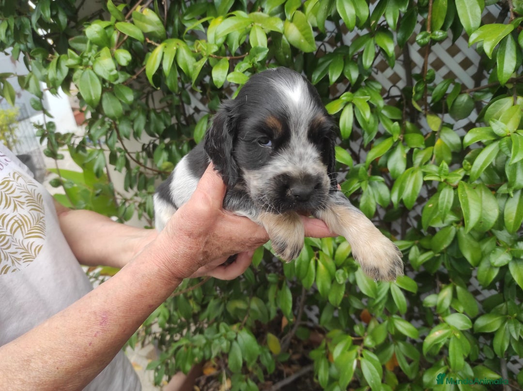 Cocker Spaniel Inglés perros en venta: Cocker spaniel ingles  - Imagen 4