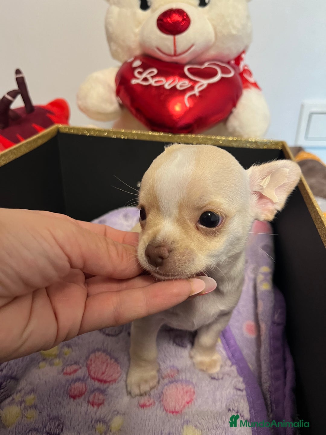 Chihuahua perros en venta: Chihuahua  - Imagen 3