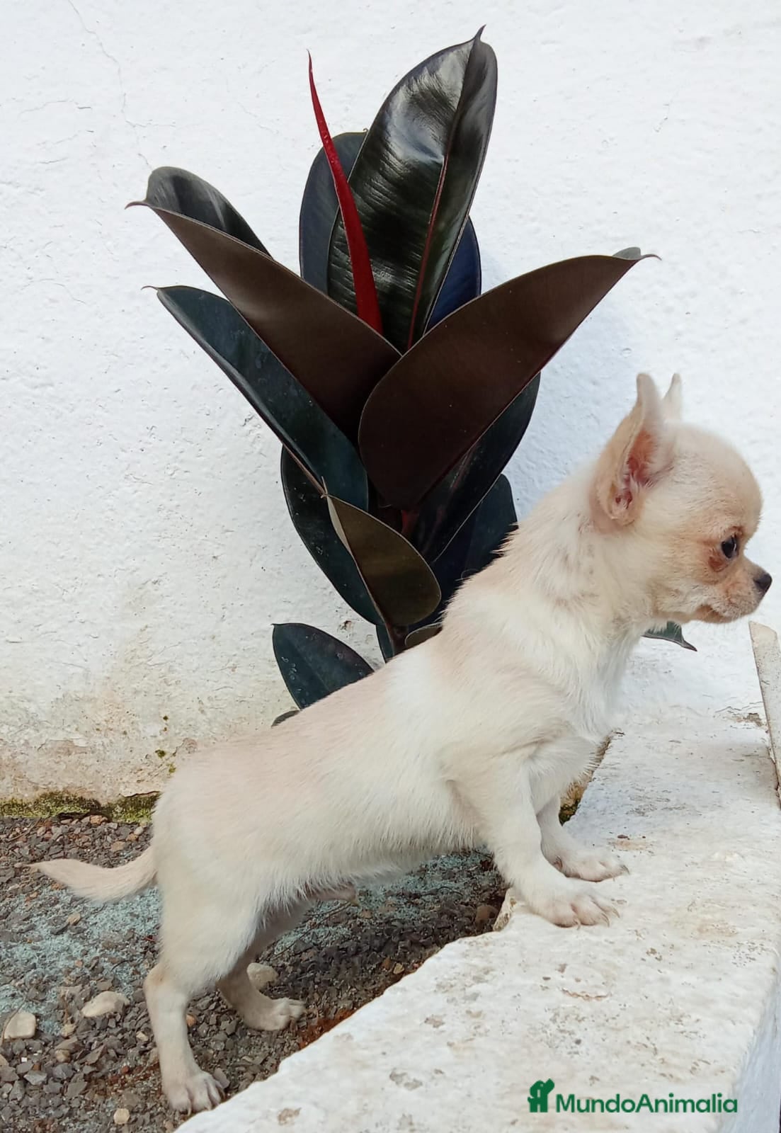 Chihuahua perros Chihuahua  en Barcelona - Anuncio 27