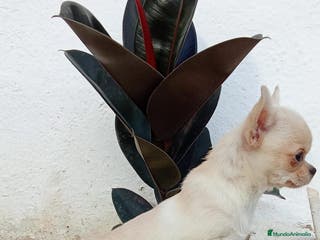 Chihuahua perros Chihuahua en Barcelona - Anuncio 9