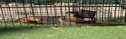 Pastor Belga Malinois perros en venta: Cachorra pastor belga Malinois  - Anuncio 10