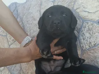 Labrador Retriever perros Última hembra de labrador disponible - Anuncio 4